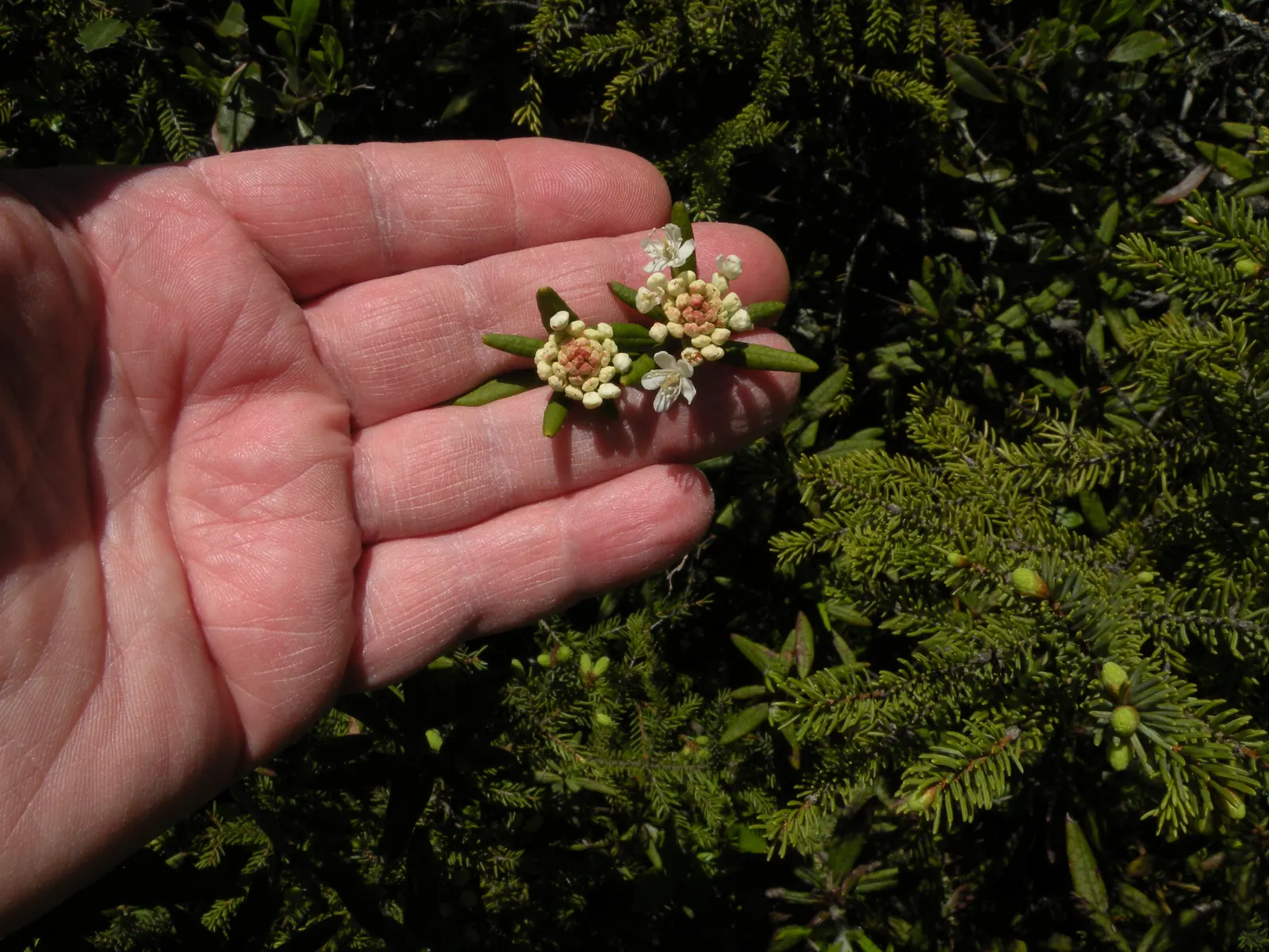 Labrador Tea (Rhododendron Groenlandicum) — commonly known as Labrador Tea:<br><br>Labrador Tea (Rhododendron groenlandicum) is a hardy; i can, image 54
