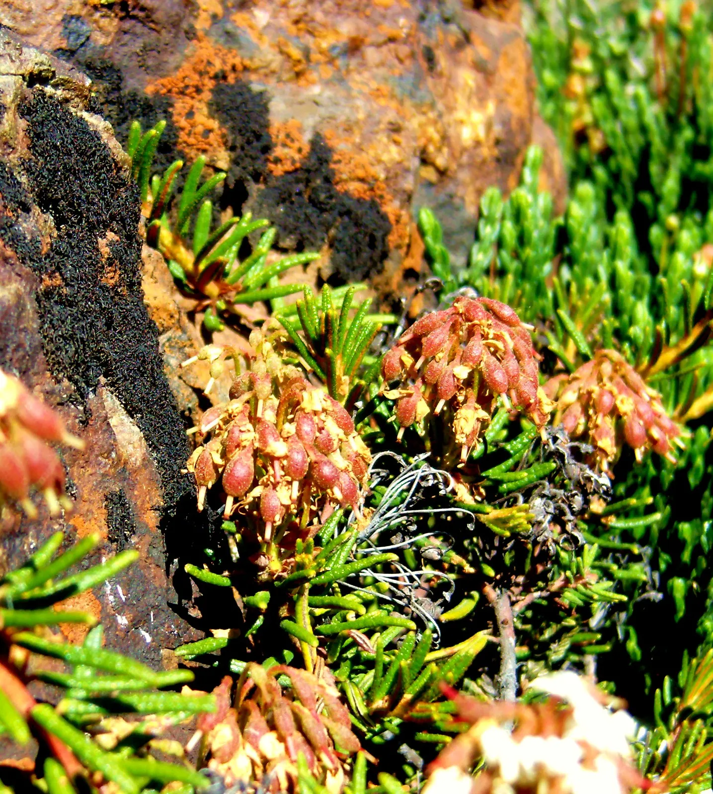 Labrador Tea (Rhododendron Groenlandicum) — Late spring white flower clusters enhance visual appeal