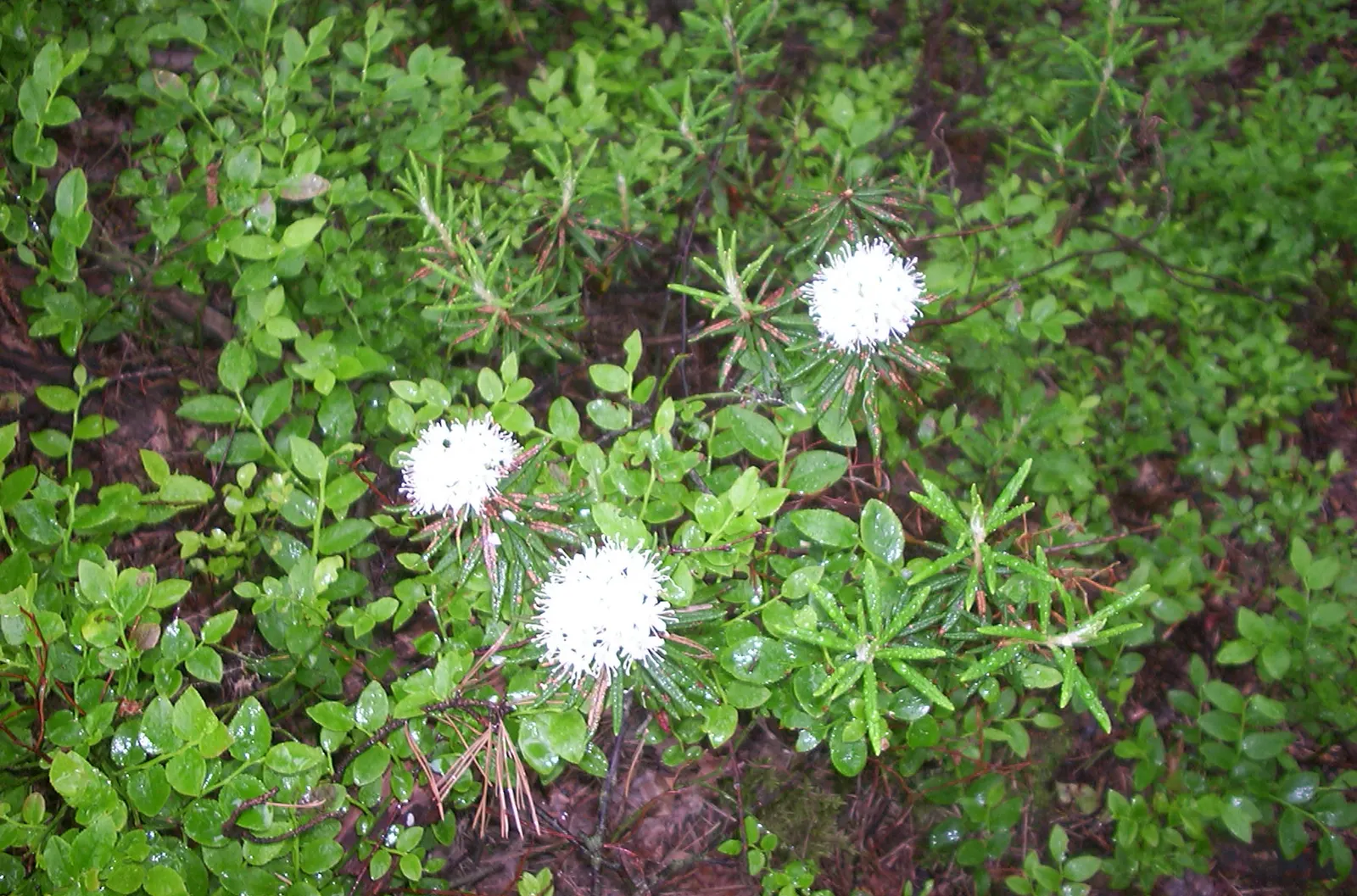 Labrador Tea (Rhododendron Groenlandicum) — I can provide a description of Rhododendron groenlandicum; shrub for half or shade, image 76