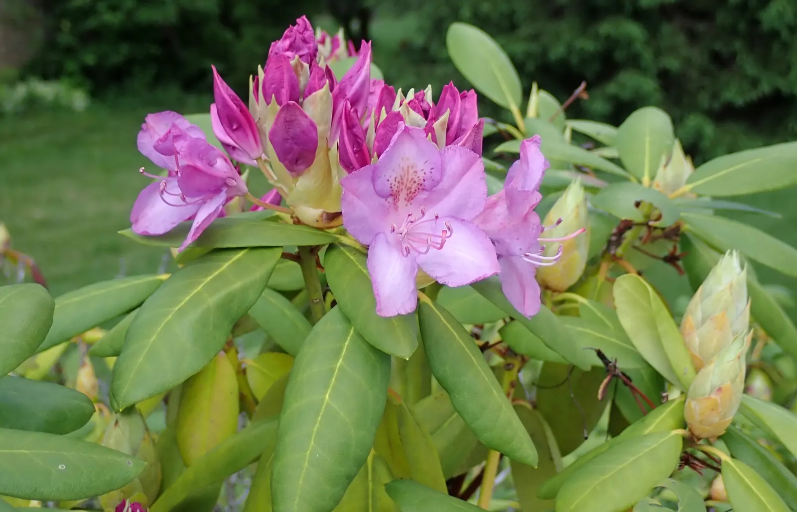 Labrador Tea (Rhododendron Groenlandicum) — It is well-suited for zone 2 to zone 6 landscapes.<br><br>Labrador Tea is notable for its rustic, image 85