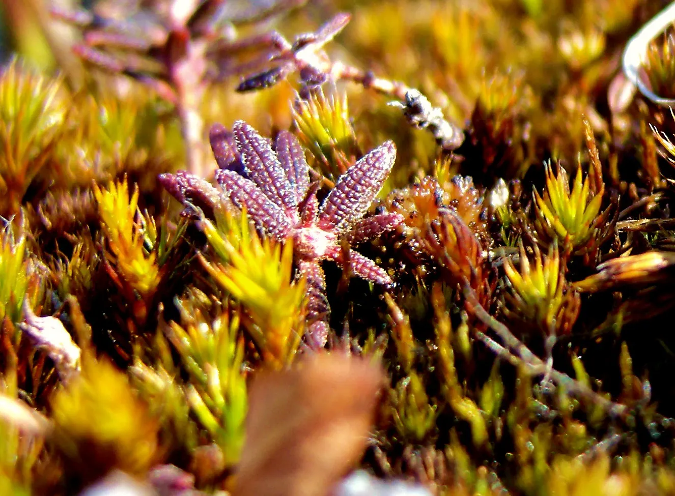 Labrador Tea (Rhododendron Groenlandicum) — creating a place rich in both beauty and history