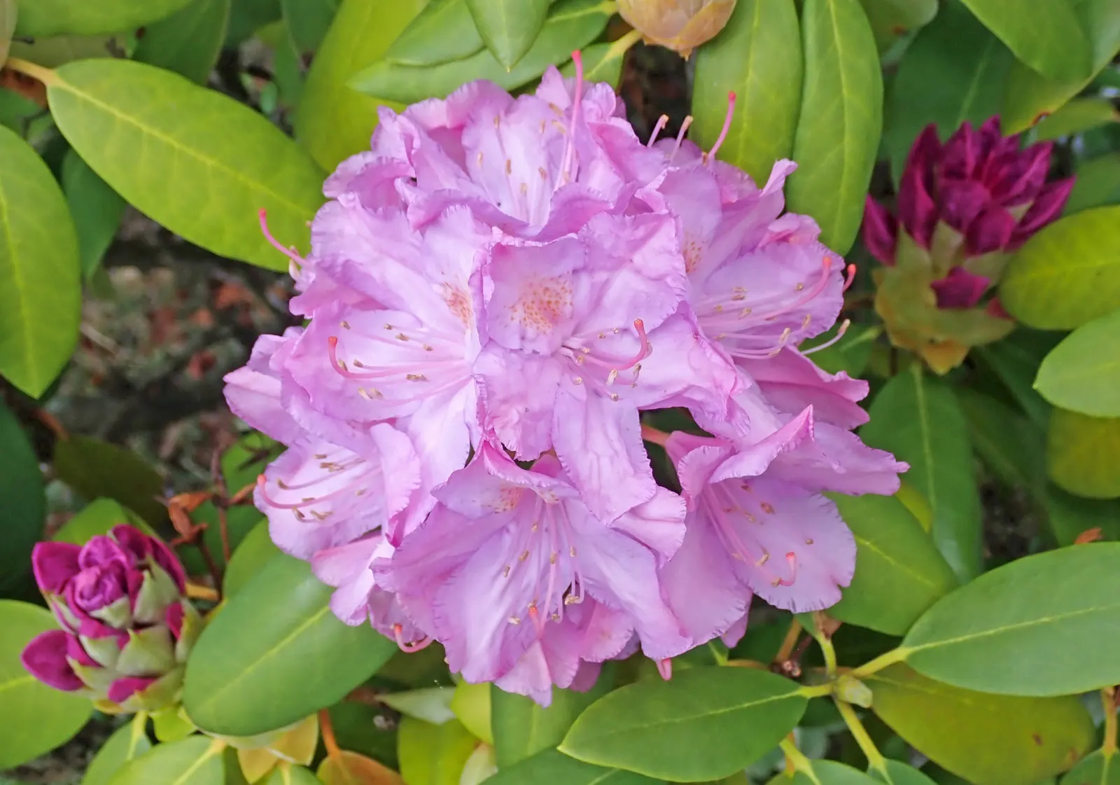 Labrador Tea (Rhododendron Groenlandicum) — Its historical use by indigenous cultures for medicinal tea adds a story for the client's garden space