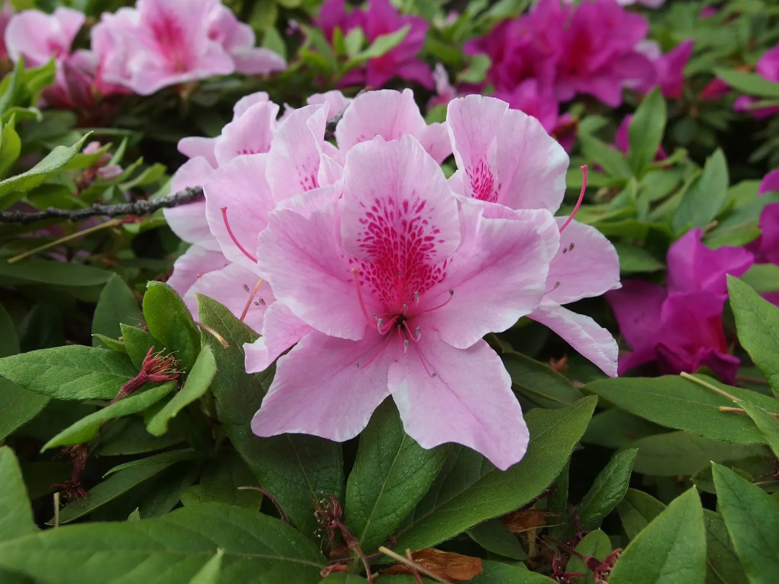 Labrador Tea (Rhododendron Groenlandicum) — white flowers in the garden; ideal for boggy areas or woodlands, it provides year-round interest and supports local