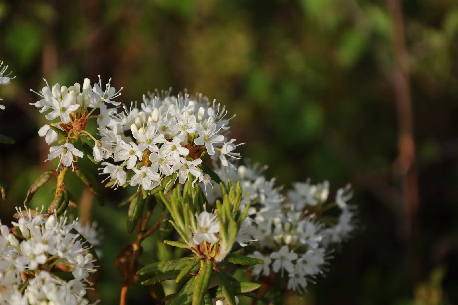 Labrador Tea (Rhododendron Groenlandicum) — and besides its aesthetic contributions; labrador Tea (Rhododendron groenlandicum) is a North American native