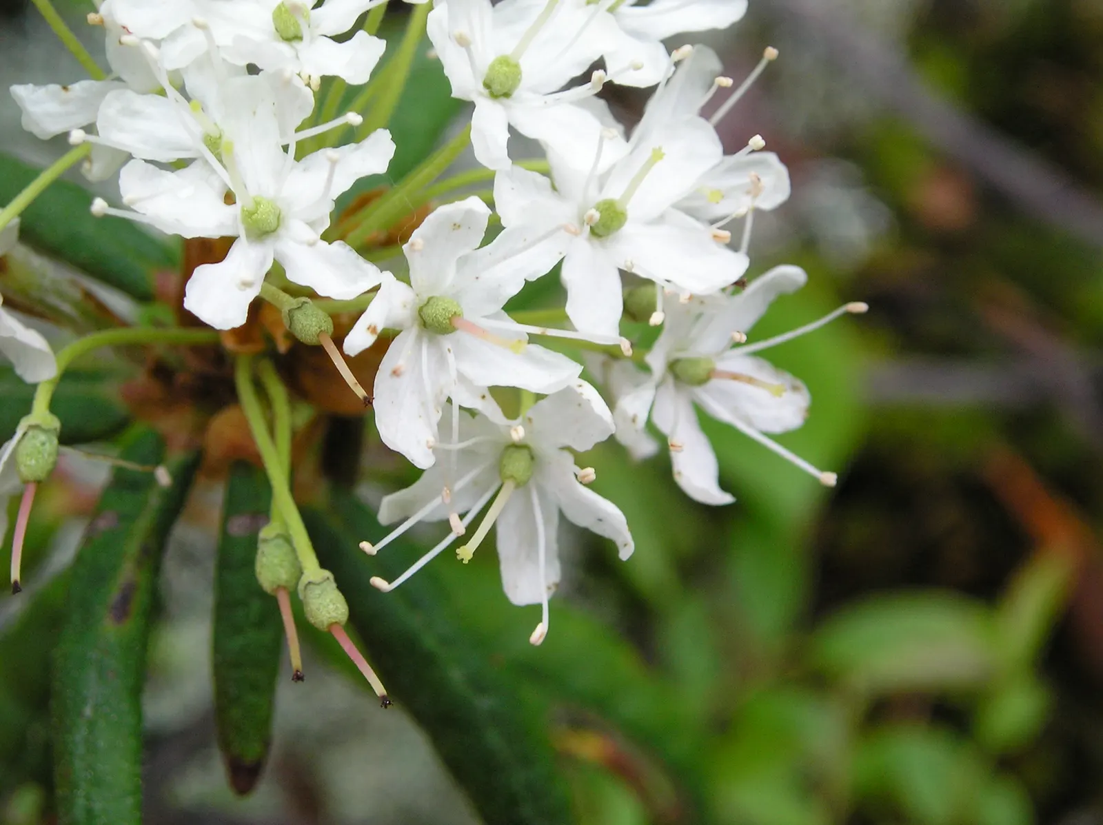 Labrador Tea (Rhododendron Groenlandicum) — it also provides habitat and food for local fauna; commonly known as Labrador Tea:<br><br>Labrador Tea, image 64