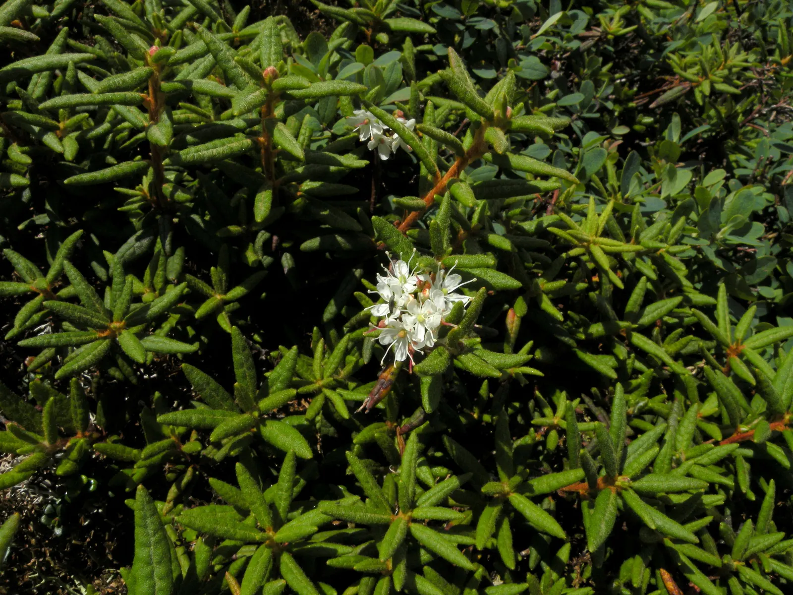Labrador Tea (Rhododendron Groenlandicum) — it is a slow grower that provides year-round interest in your garden.<br><br>The plant flaunts, image 57