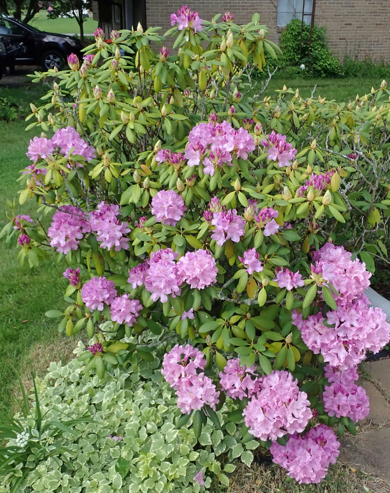 Labrador Tea (Rhododendron Groenlandicum) — shrub with white blooms; during late spring and early summer, it blossoms with clusters of small, white, image 91