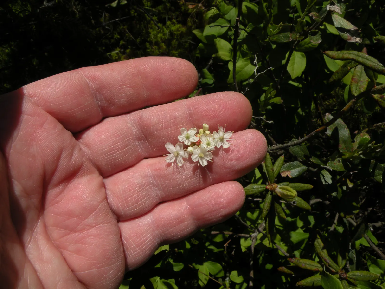 Labrador Tea (Rhododendron Groenlandicum) — shrub for half or shade; creating a place rich in both beauty and history