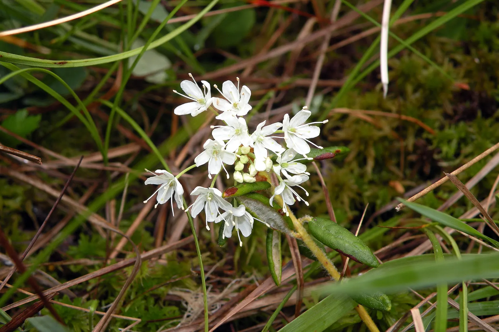 Labrador Tea (Rhododendron Groenlandicum) — Its leathery, dark green leaves, up to 2 inches long, exude a distinct aroma; reaching 4-5 feet in, image 119