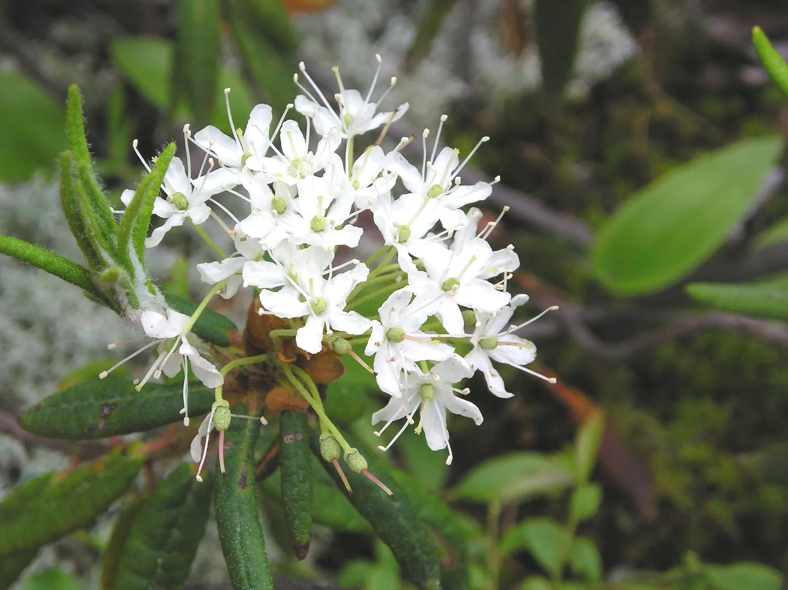 Labrador Tea (Rhododendron Groenlandicum) — it also provides habitat and food for local fauna; commonly known as Labrador Tea:<br><br>Labrador Tea, image 87