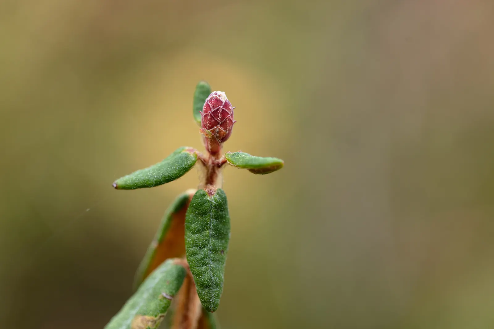 Labrador Tea (Rhododendron Groenlandicum) — Typically reaching a height of 4 to 5 feet with an equal or slightly greater spread; white flowers in, image 125