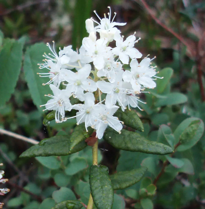Labrador Tea (Rhododendron Groenlandicum) — Its historical use by indigenous cultures for medicinal tea adds a story for the client's garden space, image 111