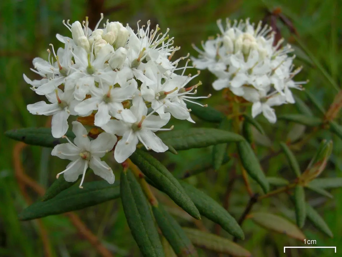 Labrador Tea (Rhododendron Groenlandicum) — Despite being low maintenance, it is essential to ensure that the soil remains consistently moist, image 84
