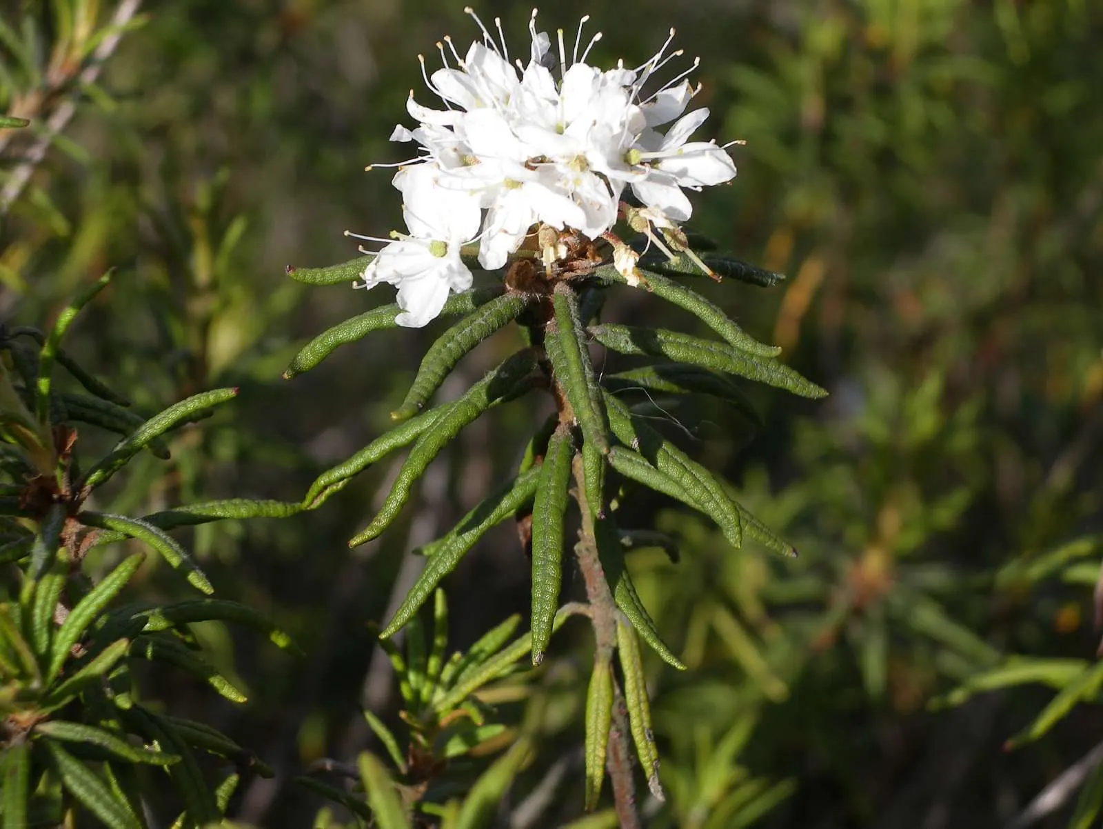 Labrador Tea (Rhododendron Groenlandicum) — commonly known as Labrador Tea:<br><br>Labrador Tea (Rhododendron groenlandicum) is a hardy