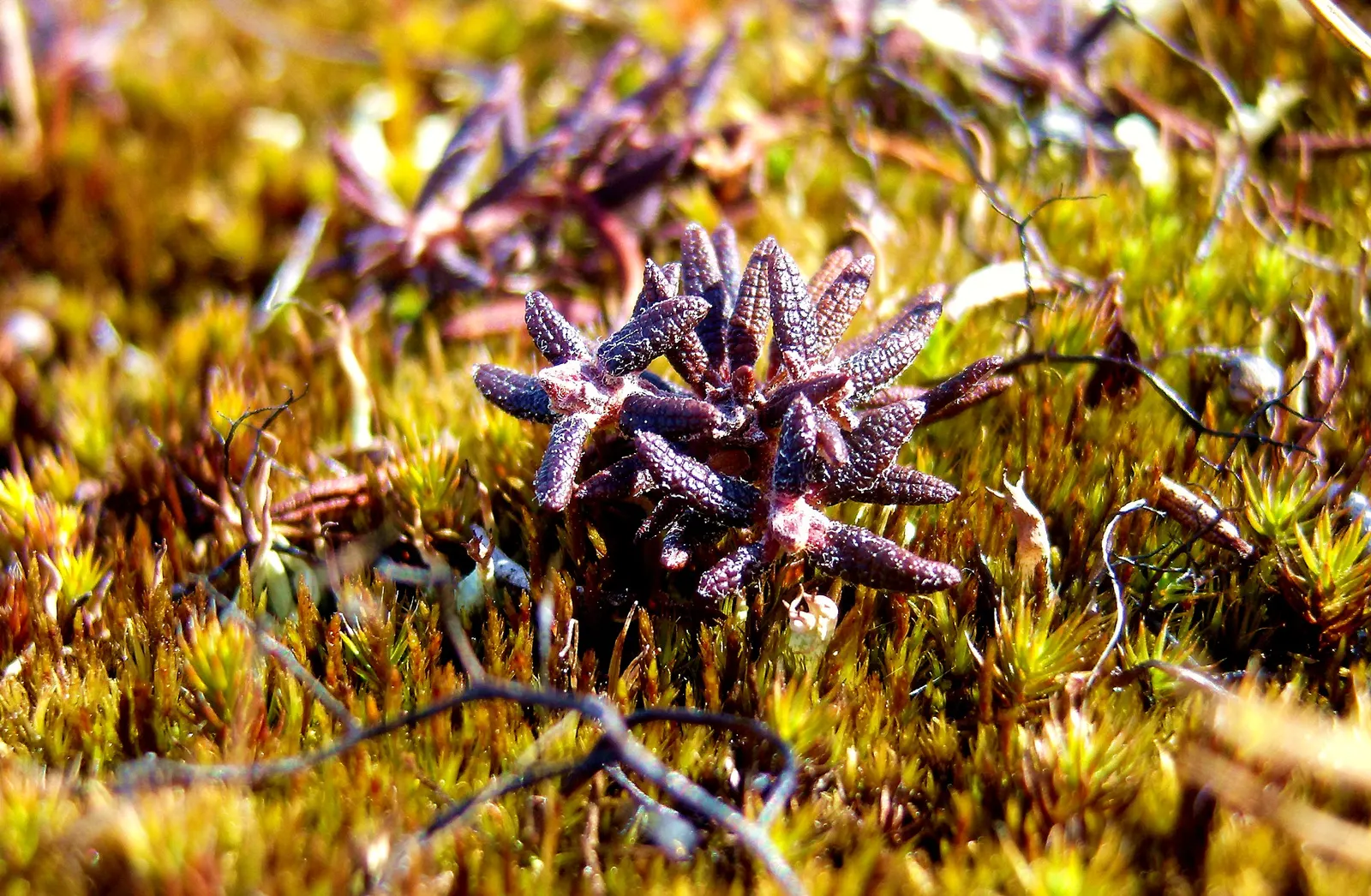 Labrador Tea (Rhododendron Groenlandicum) — I can provide a description of Rhododendron groenlandicum; shrub for half or shade