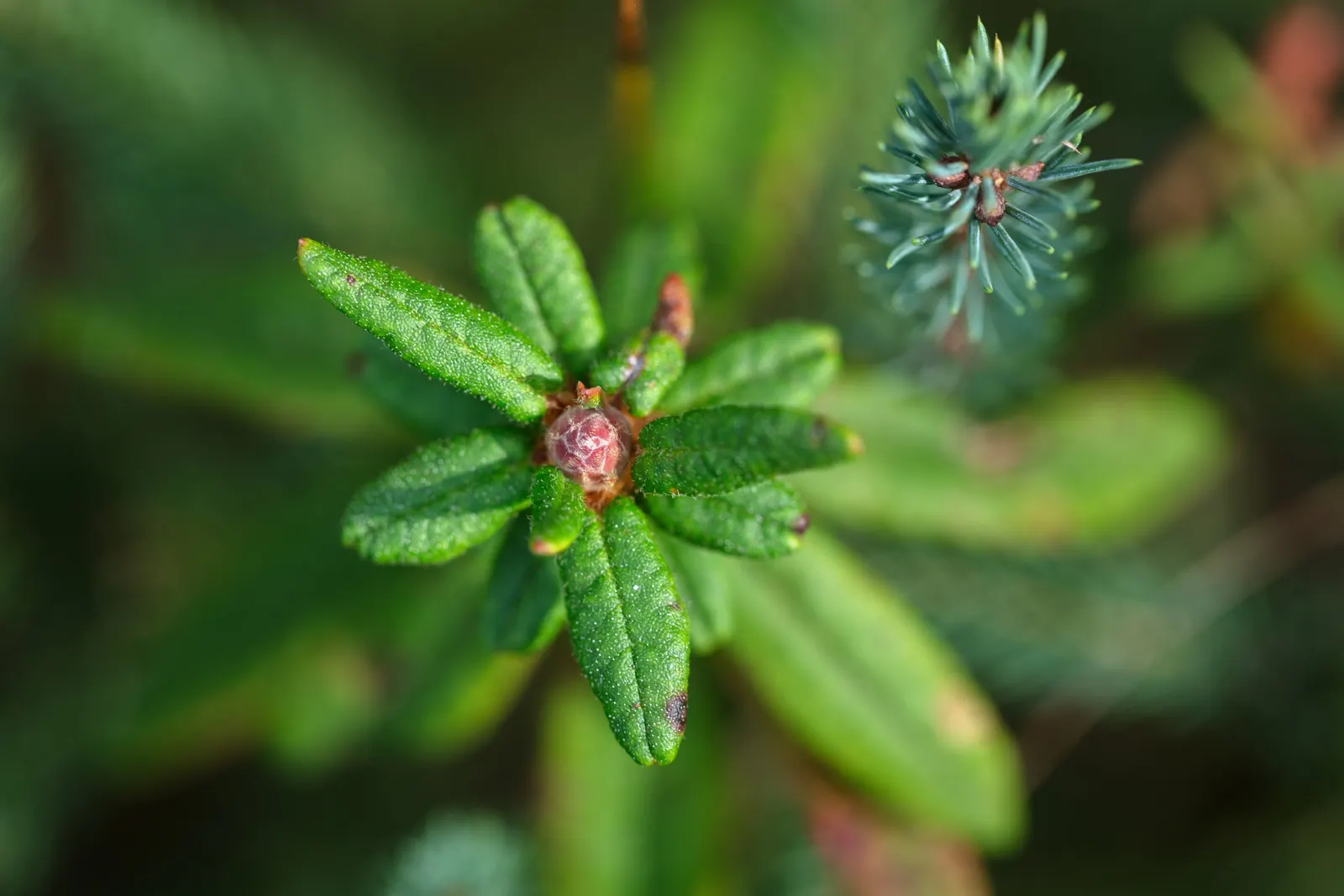Labrador Tea (Rhododendron Groenlandicum) — shrub with white blooms; during late spring and early summer, it blossoms with clusters of small, white, image 68