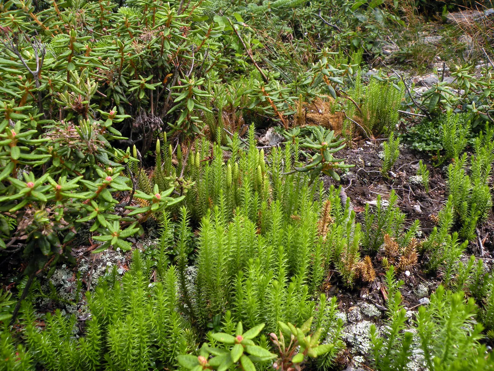 Labrador Tea (Rhododendron Groenlandicum) — It thrives in acidic, moist soils and partial shade; it also provides habitat and food for local fauna, image 95