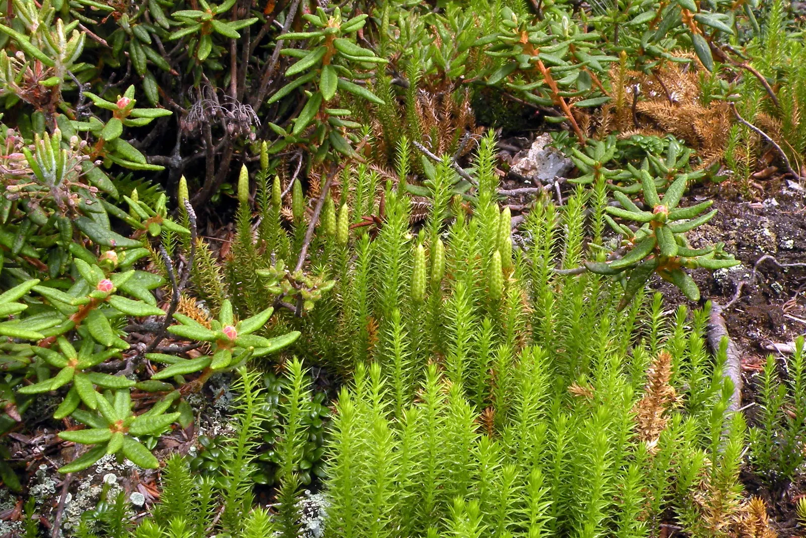 Labrador Tea (Rhododendron Groenlandicum) — Ideal for boggy areas or woodlands, it provides year-round interest and supports local wildlife; it is, image 98