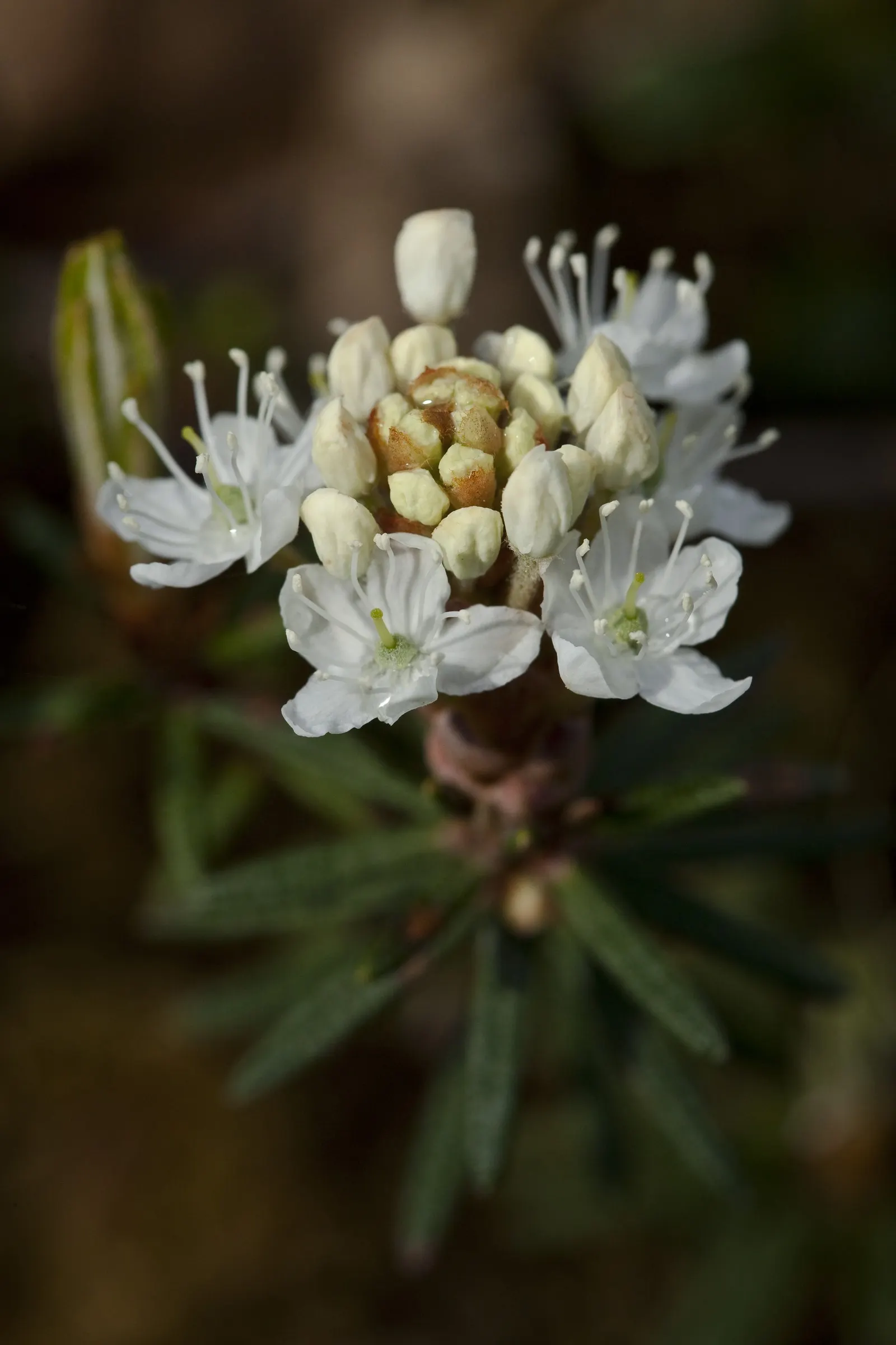 Labrador Tea (Rhododendron Groenlandicum) — Labrador Tea (Rhododendron groenlandicum) is a North American native evergreen shrub; its leathery, dark green