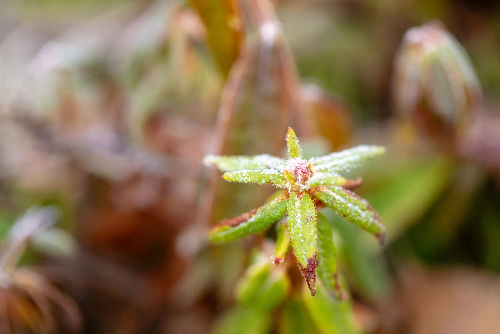 Labrador Tea (Rhododendron Groenlandicum) — evergreen shrub indigenous to the bogs and wetlands of Northern North America; or sandy soils and, image 101