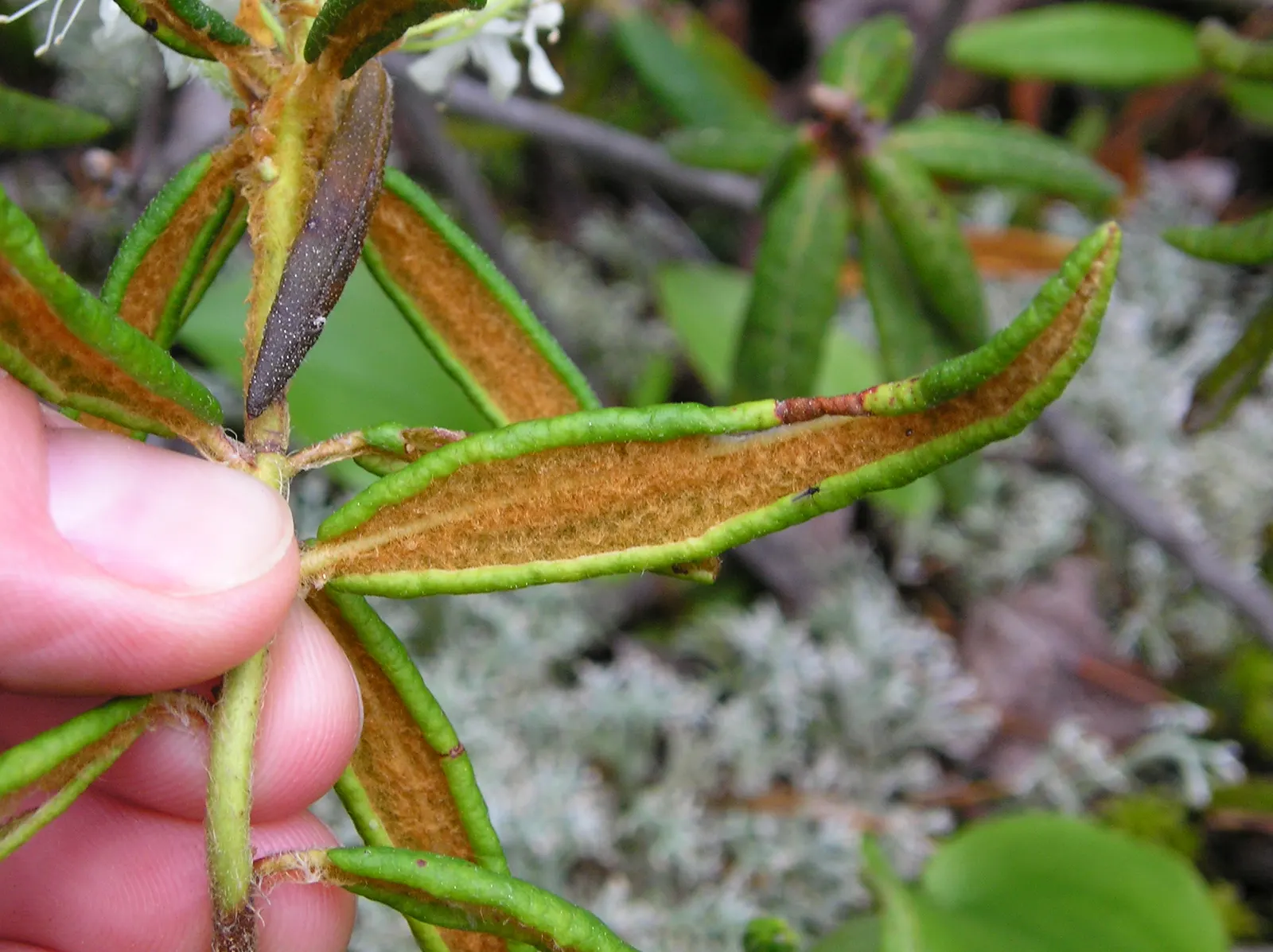 Labrador Tea (Rhododendron Groenlandicum) — Labrador Tea (Rhododendron groenlandicum) is a North American native evergreen shrub; its leathery, image 47