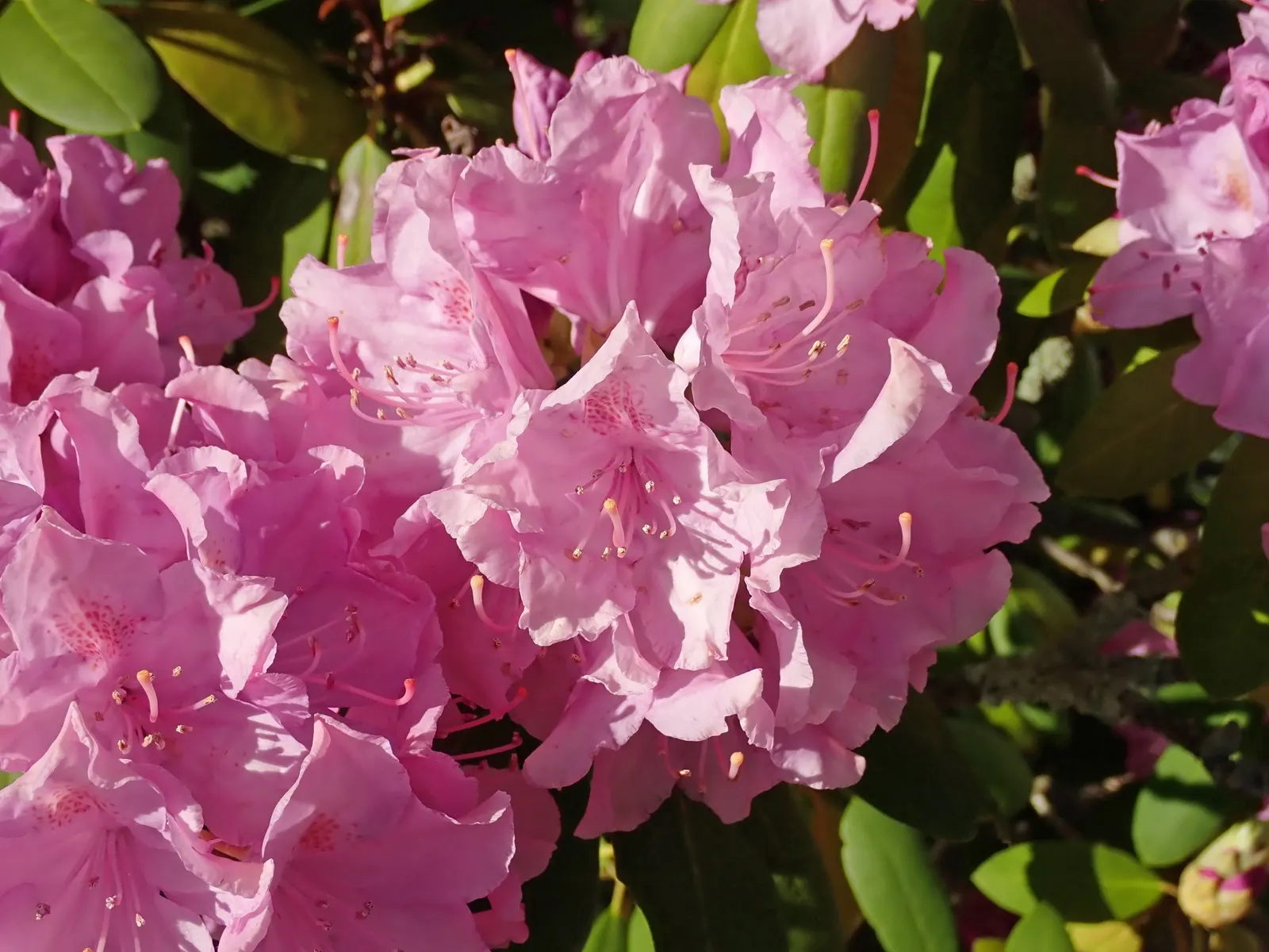 Labrador Tea (Rhododendron Groenlandicum) — or sandy soils and requires a location with full to partial sun exposure; it thrives in acidic, moist soils and