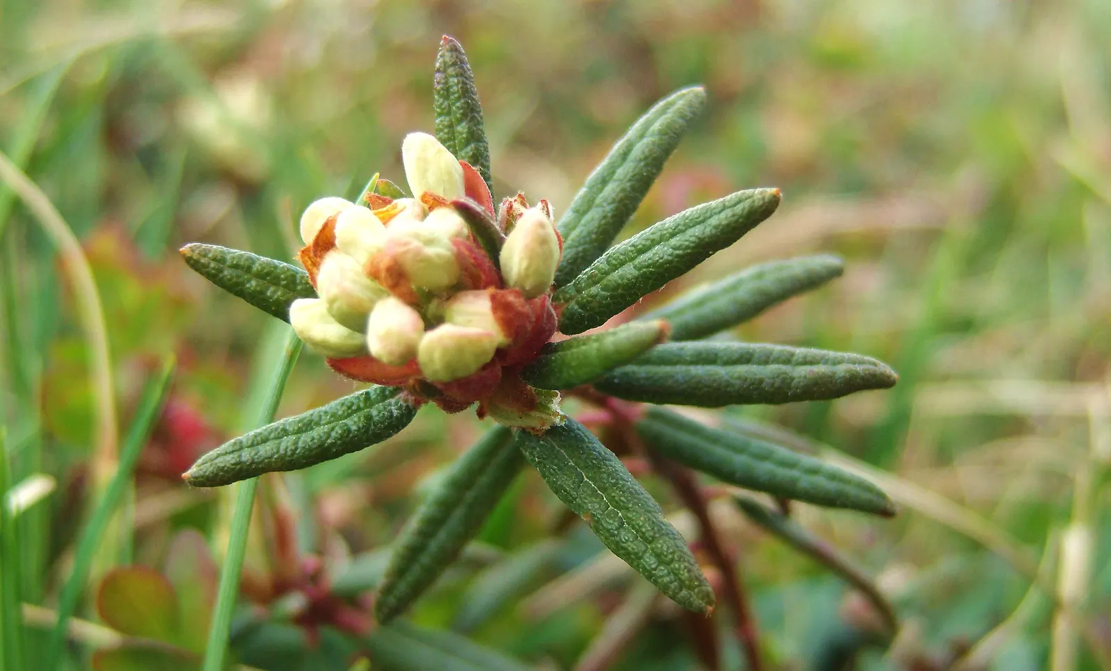 Labrador Tea (Rhododendron Groenlandicum) — During late spring and early summer, it blossoms with clusters of small, white to pale pink flowers