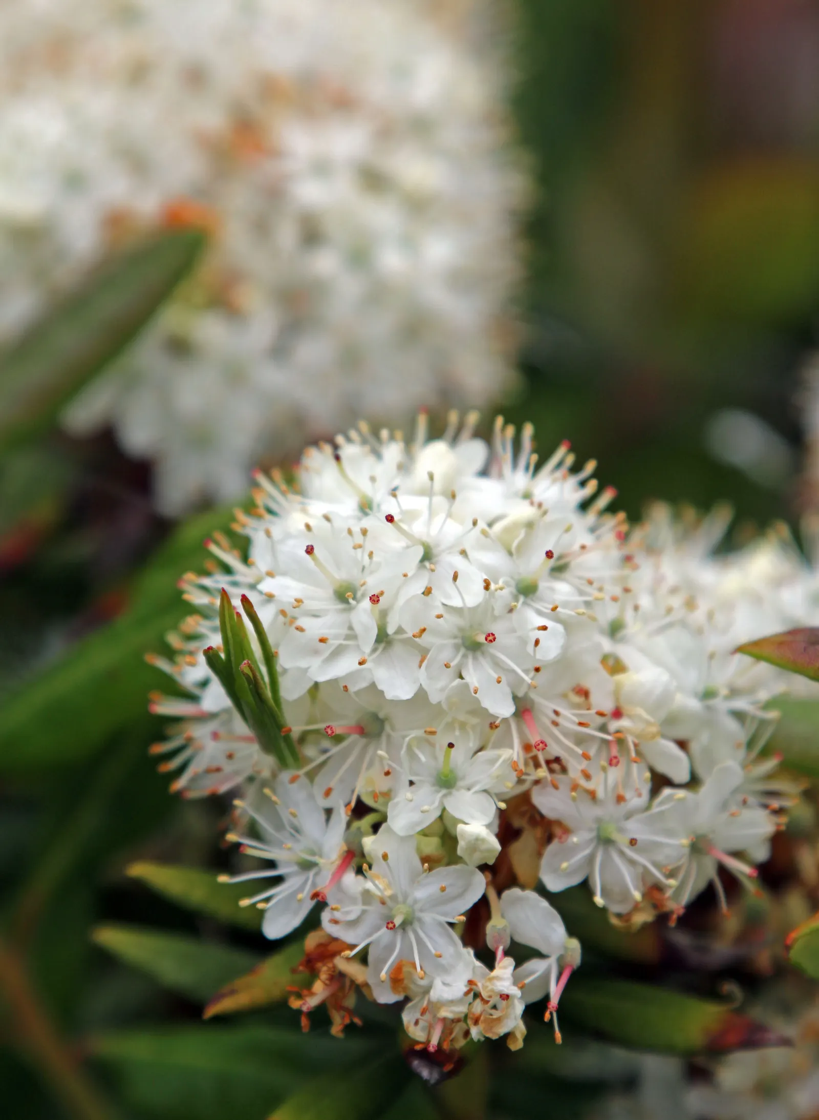 Labrador Tea (Rhododendron Groenlandicum) — white flowers in the garden; ideal for boggy areas or woodlands, it provides year-round interest and, image 90