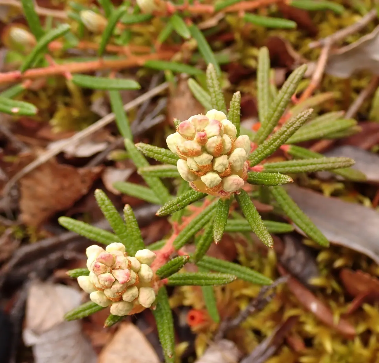 Labrador Tea (Rhododendron Groenlandicum) — reaching 4-5 feet in height; it is a slow grower that provides year-round interest in your, image 117