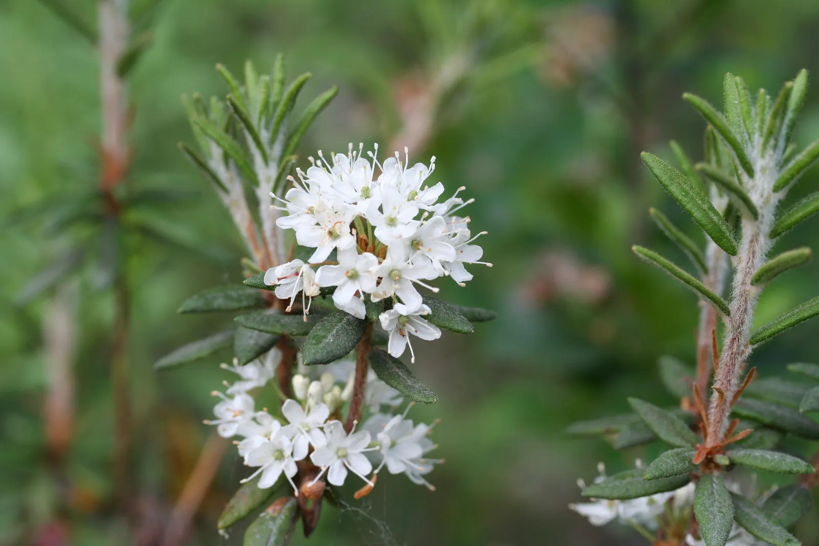 Labrador Tea (Rhododendron Groenlandicum) — Ideal for boggy areas or woodlands, it provides year-round interest and supports local wildlife; it is well-suited