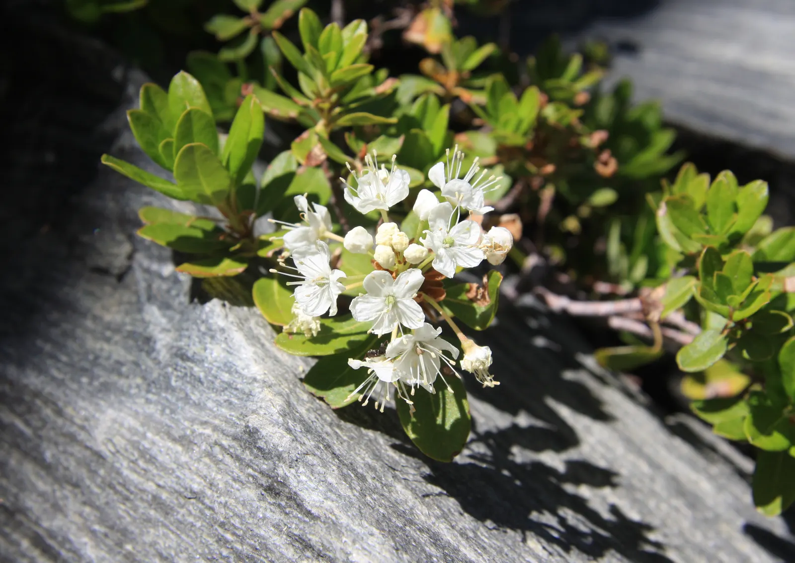 Labrador Tea (Rhododendron Groenlandicum) — creating a place rich in both beauty and history; shrub with white blooms, image 112