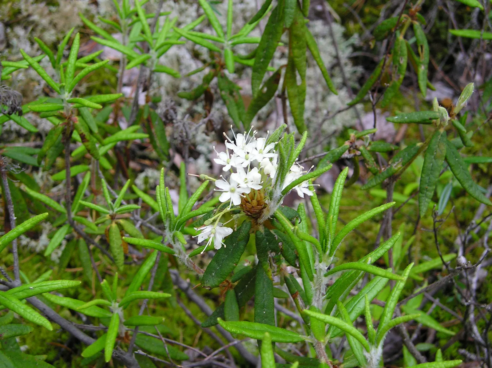 Labrador Tea (Rhododendron Groenlandicum) — During late spring and early summer, it blossoms with clusters of small, white to pale pink flowers; its historical