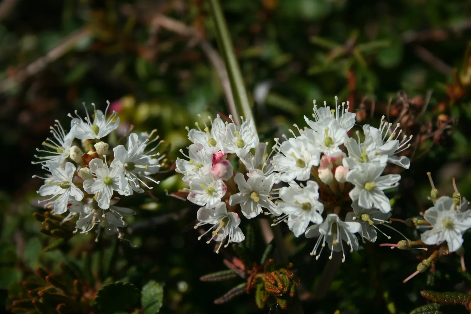 Labrador Tea (Rhododendron Groenlandicum) — and besides its aesthetic contributions; labrador Tea (Rhododendron groenlandicum) is a North American, image 132