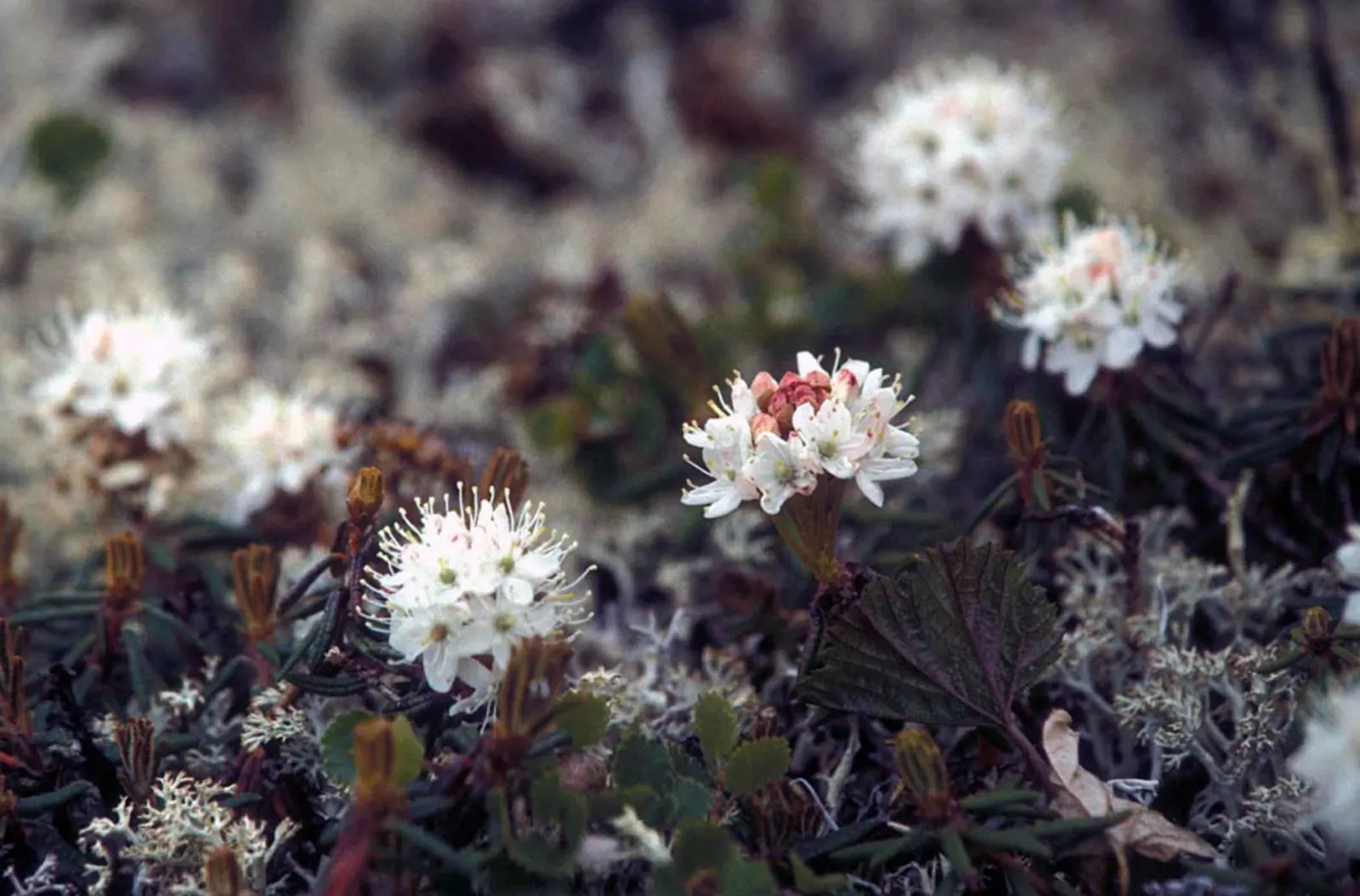 Labrador Tea (Rhododendron Groenlandicum) — Late spring white flower clusters enhance visual appeal; evergreen shrub indigenous to the bogs and wetlands of