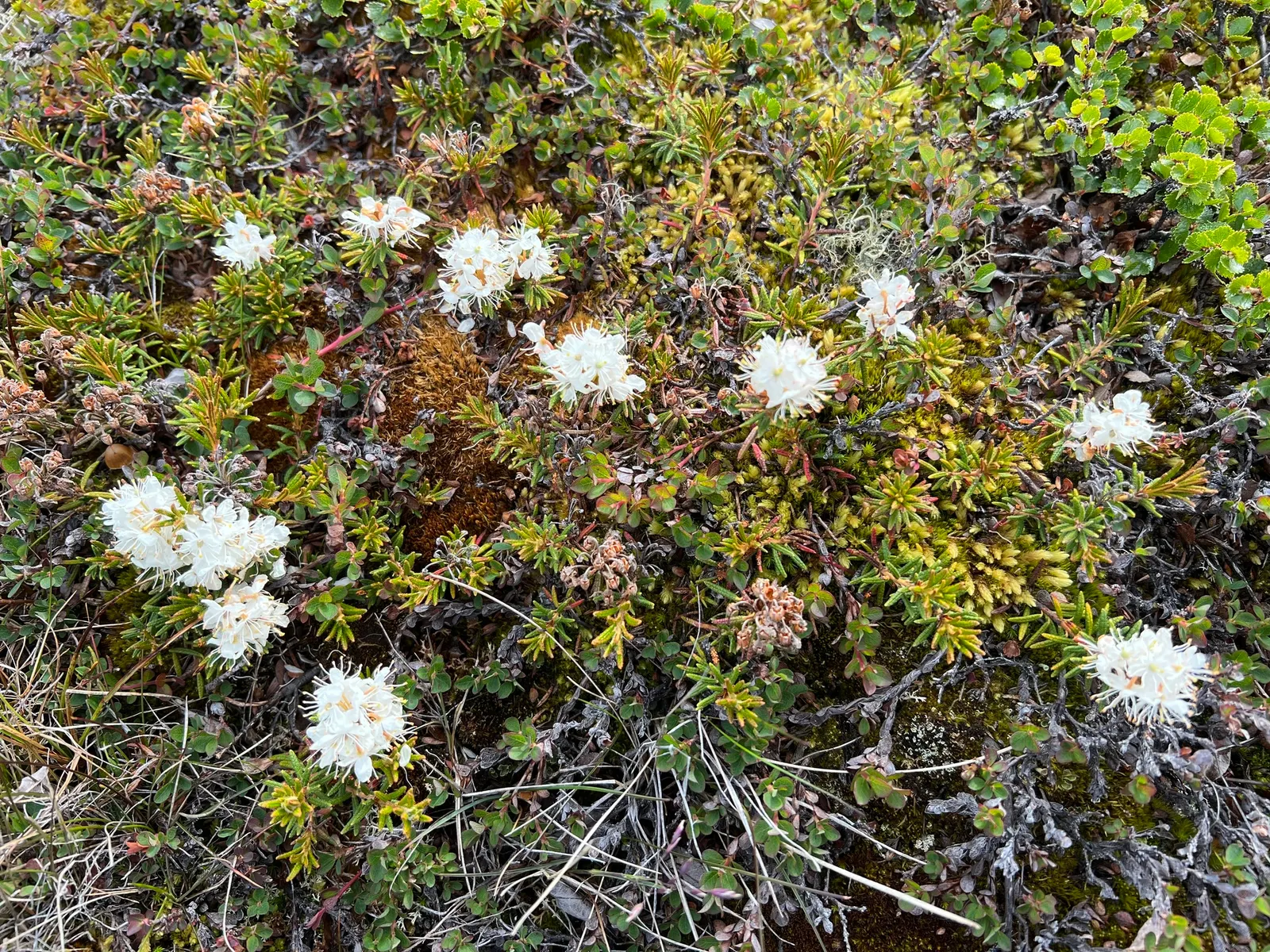 Labrador Tea (Rhododendron Groenlandicum) — and besides its aesthetic contributions; labrador Tea (Rhododendron groenlandicum) is a North American, image 63