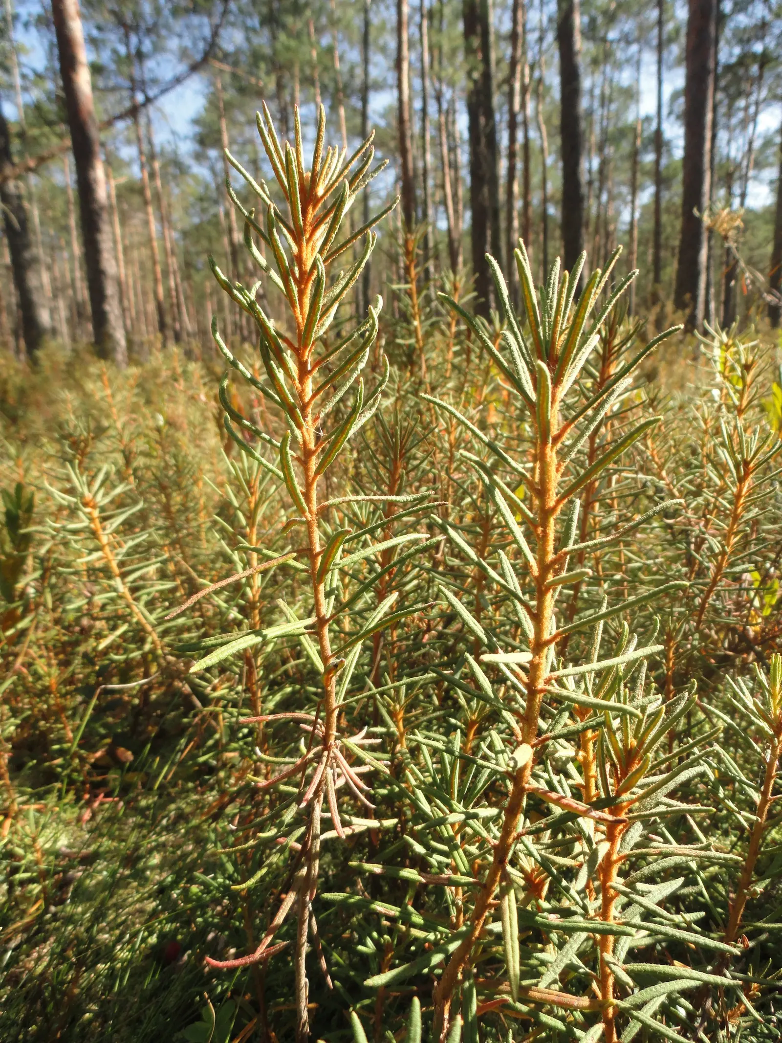 Labrador Tea (Rhododendron Groenlandicum) — It is well-suited for zone 2 to zone 6 landscapes.<br><br>Labrador Tea is notable for its rustic, image 131