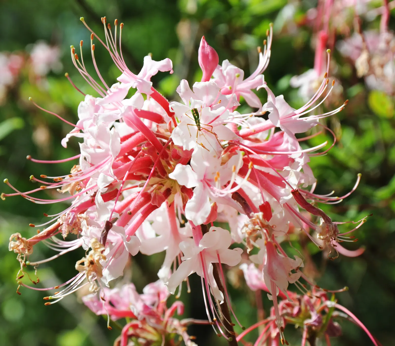 Labrador Tea (Rhododendron Groenlandicum) — Despite being low maintenance, it is essential to ensure that the soil remains consistently moist, image 130