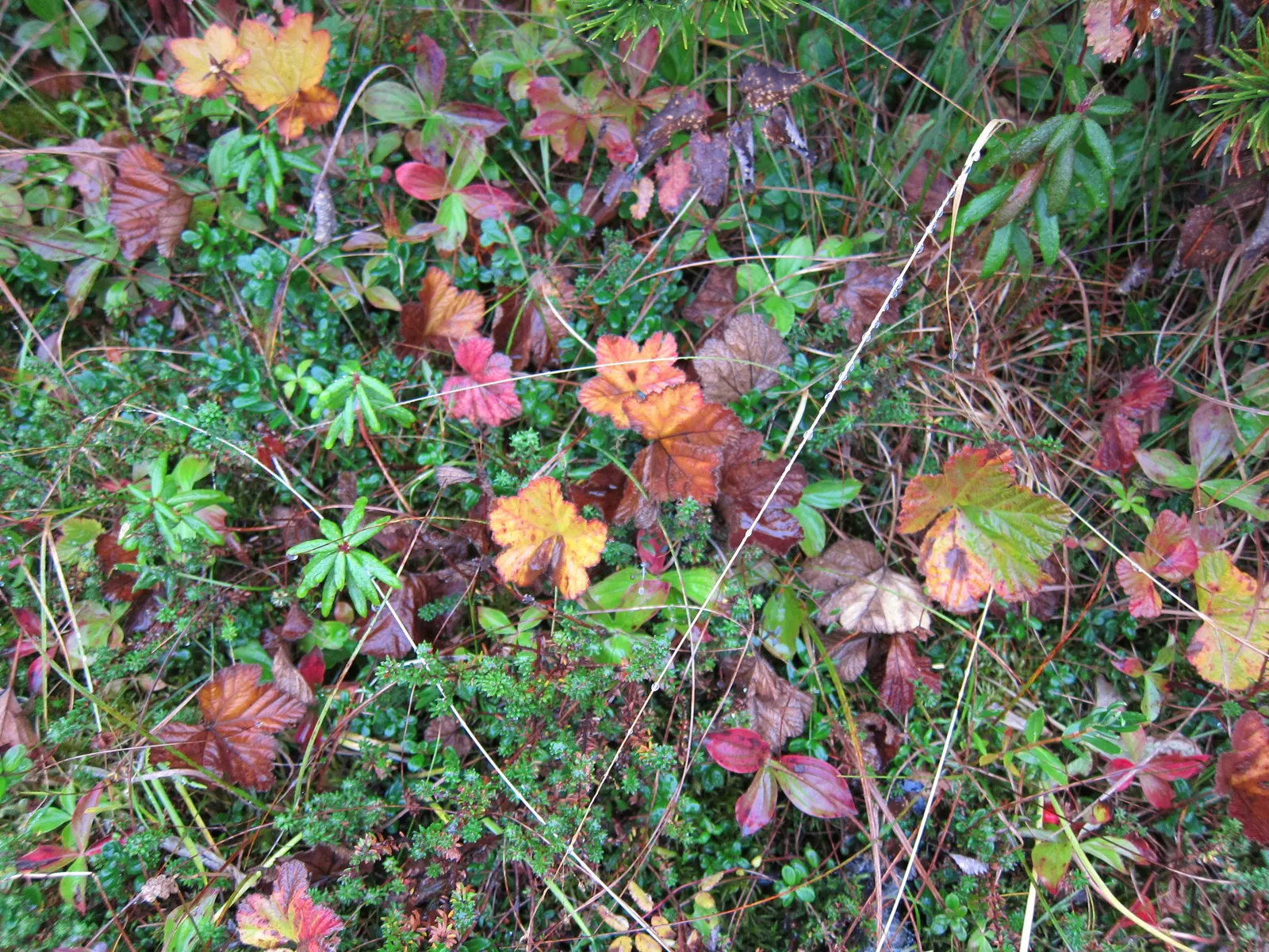 Labrador Tea (Rhododendron Groenlandicum) — Labrador Tea (Rhododendron groenlandicum) is a North American native evergreen shrub; its leathery, image 116