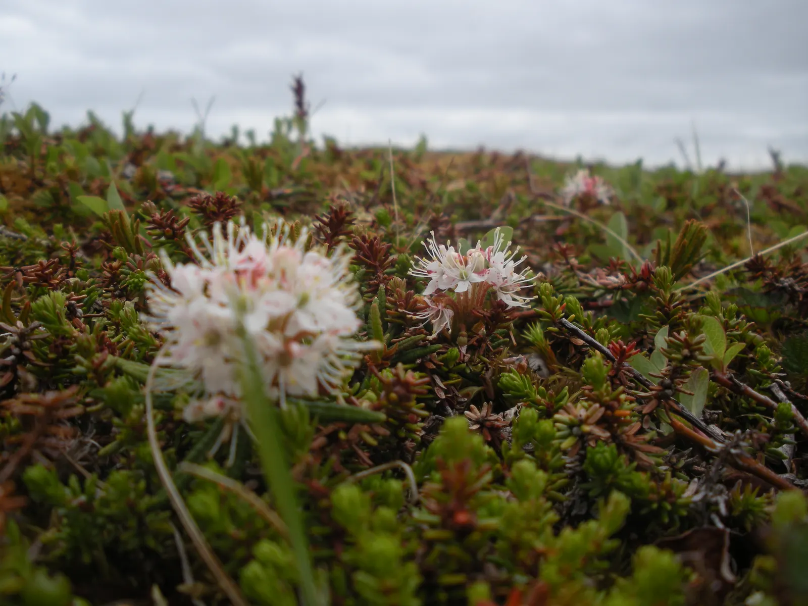 Labrador Tea (Rhododendron Groenlandicum) — Despite being low maintenance, it is essential to ensure that the soil remains consistently moist, image 107