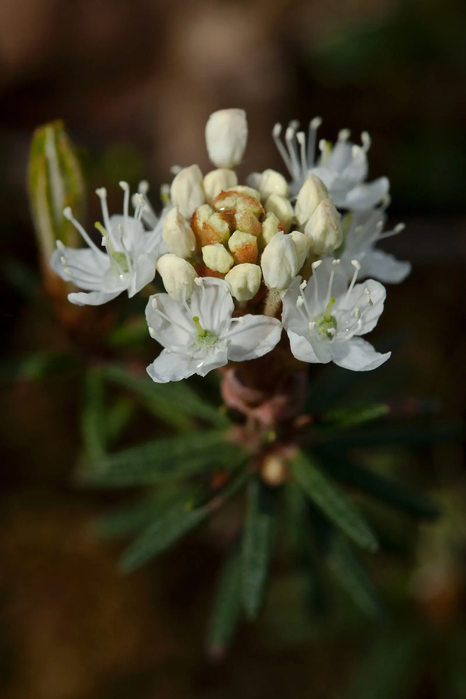 Labrador Tea (Rhododendron Groenlandicum) — reaching 4-5 feet in height; it is a slow grower that provides year-round interest in your, image 48