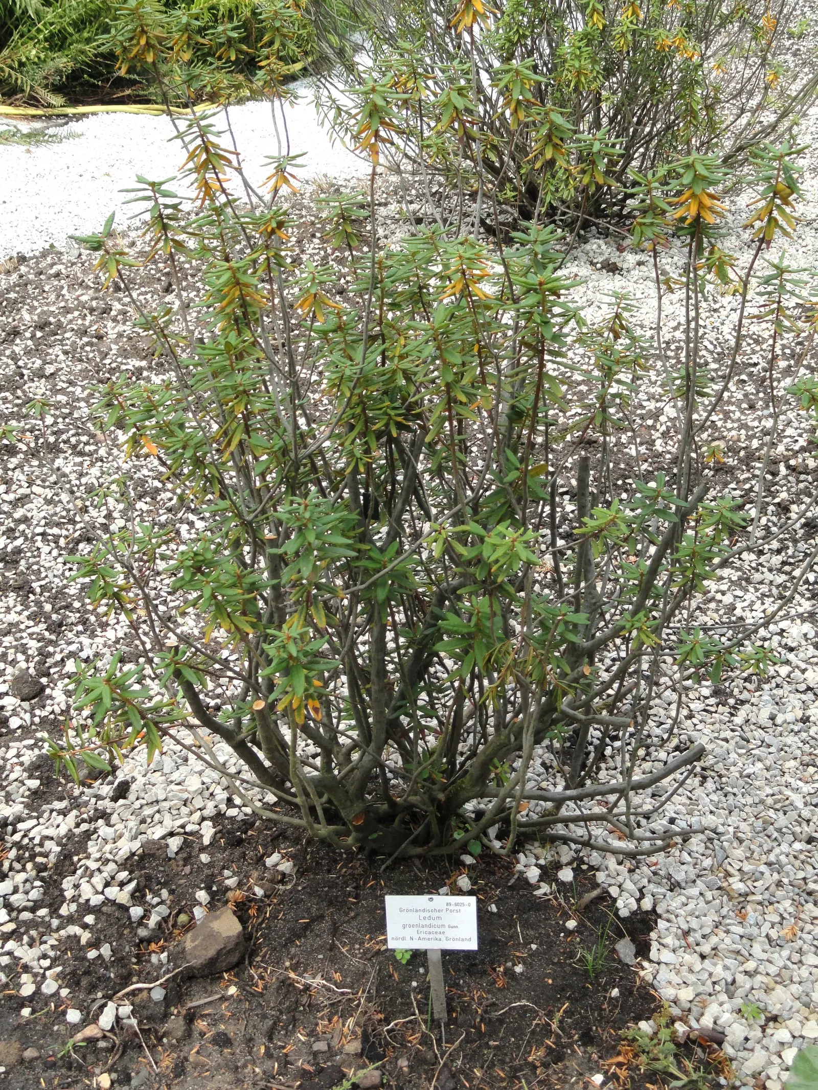 Labrador Tea (Rhododendron Groenlandicum) — or sandy soils and requires a location with full to partial sun exposure; it thrives in acidic, moist, image 60