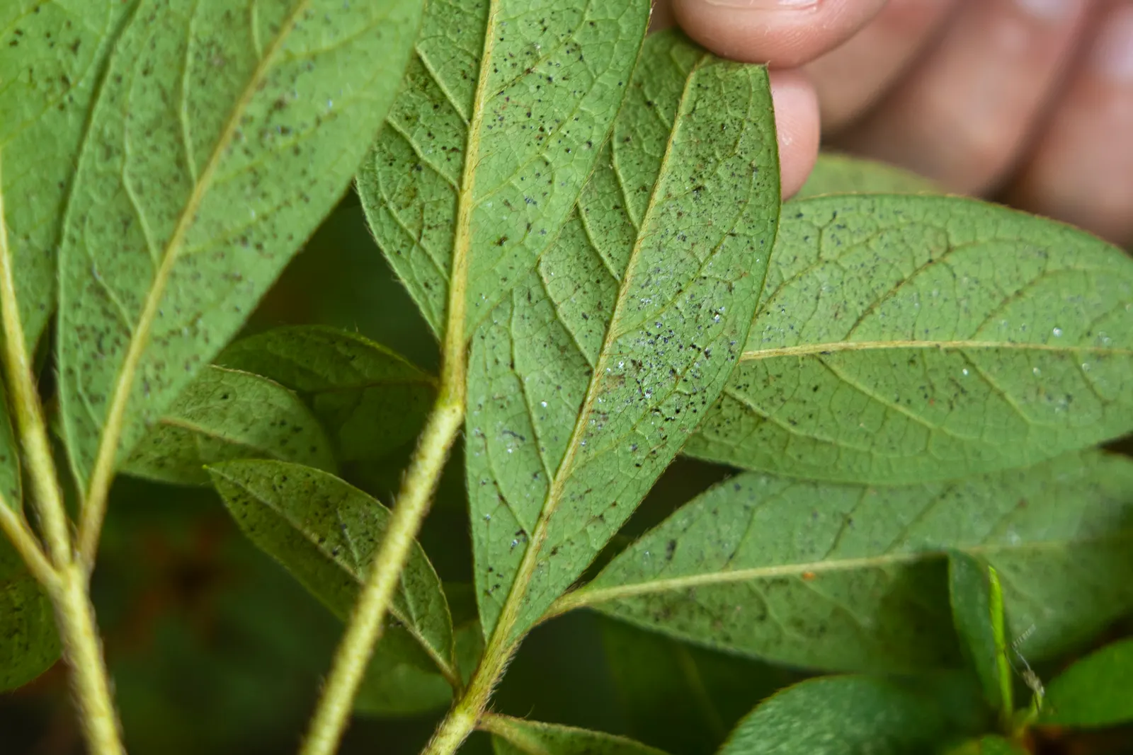 Labrador Tea (Rhododendron Groenlandicum) — Labrador Tea (Rhododendron groenlandicum) is a North American native evergreen shrub; its leathery, image 93