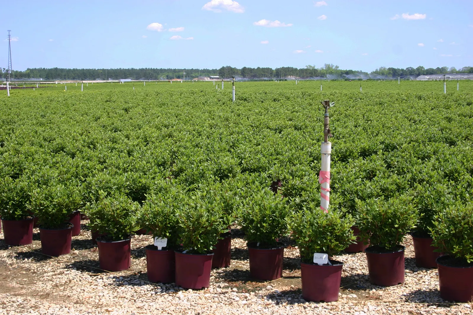 Labrador Tea (Rhododendron Groenlandicum) — commonly known as Labrador Tea:<br><br>Labrador Tea (Rhododendron groenlandicum) is a hardy; i can, image 123