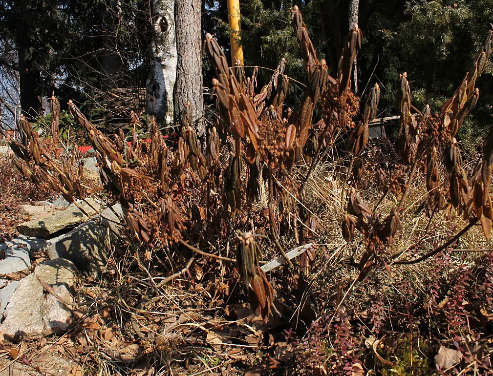 Labrador Tea (Rhododendron Groenlandicum) — Its historical use by indigenous cultures for medicinal tea adds a story for the client's garden space, image 65