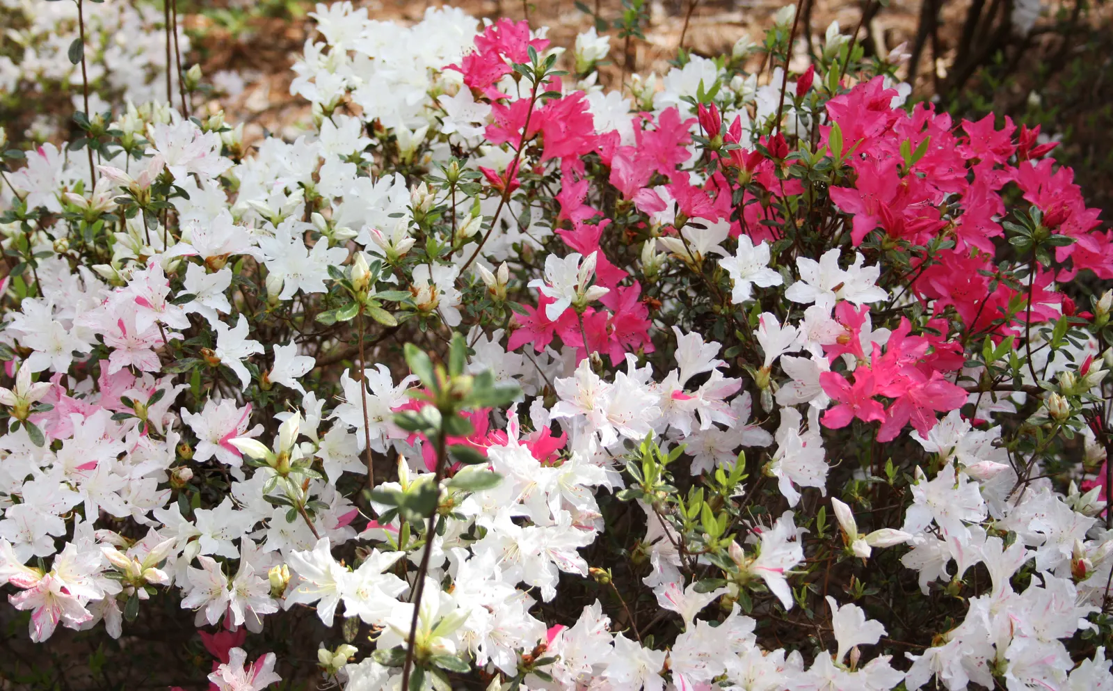 Labrador Tea (Rhododendron Groenlandicum) — It thrives in acidic, moist soils and partial shade