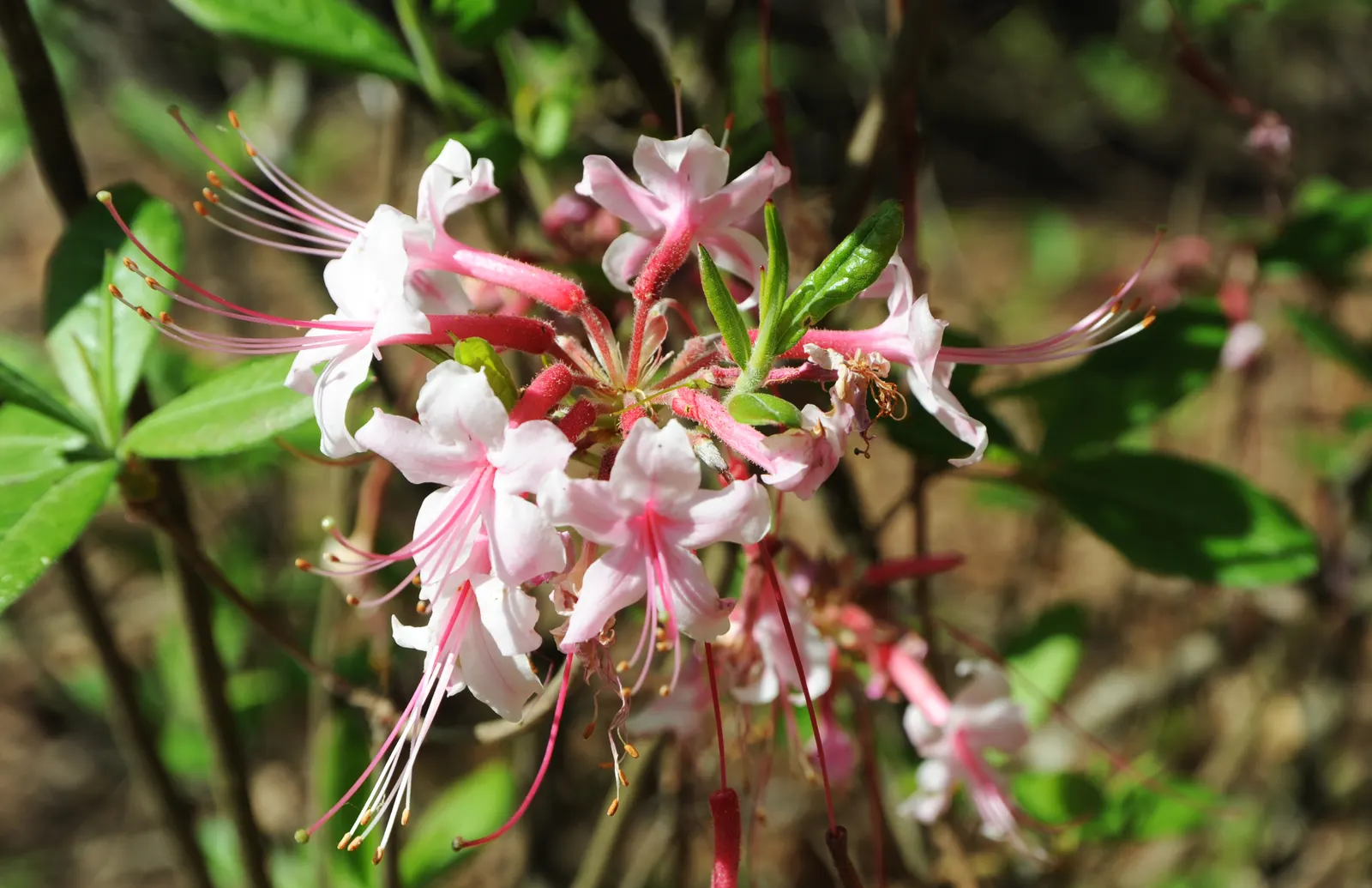 Labrador Tea (Rhododendron Groenlandicum) — Late spring white flower clusters enhance visual appeal; evergreen shrub indigenous to the bogs and, image 51