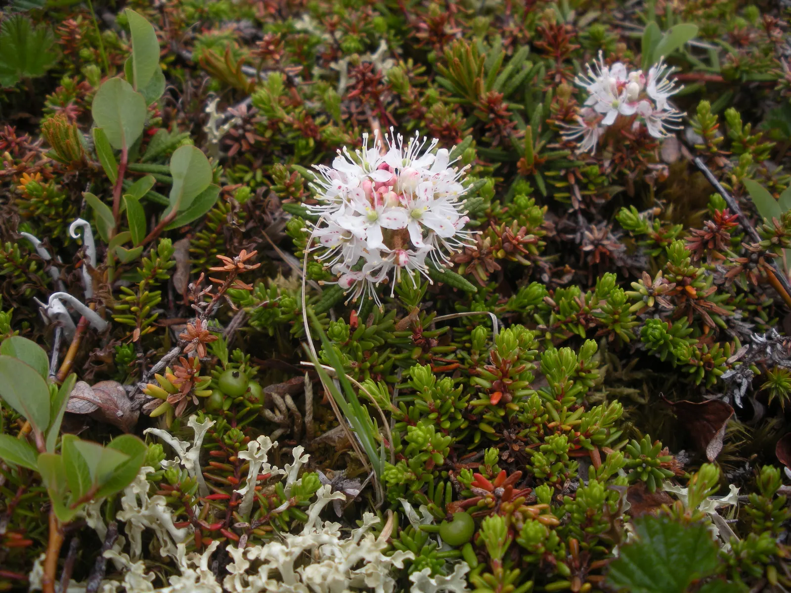 Labrador Tea (Rhododendron Groenlandicum) — Late spring white flower clusters enhance visual appeal; evergreen shrub indigenous to the bogs and, image 120