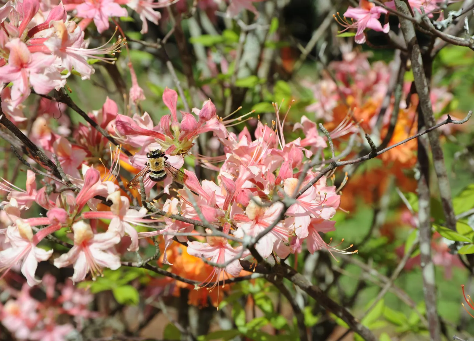 Labrador Tea (Rhododendron Groenlandicum) — Typically reaching a height of 4 to 5 feet with an equal or slightly greater spread; white flowers in, image 56