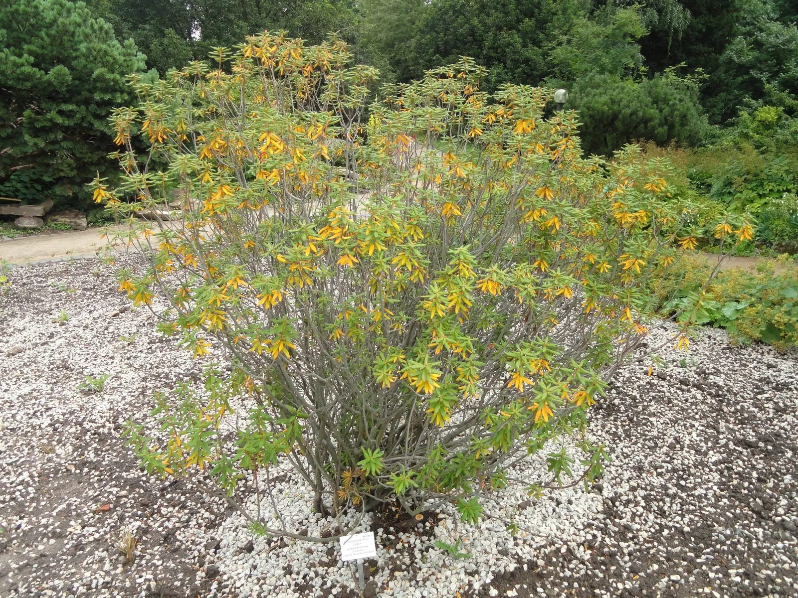 Labrador Tea (Rhododendron Groenlandicum) — or sandy soils and requires a location with full to partial sun exposure; it thrives in acidic, moist, image 83