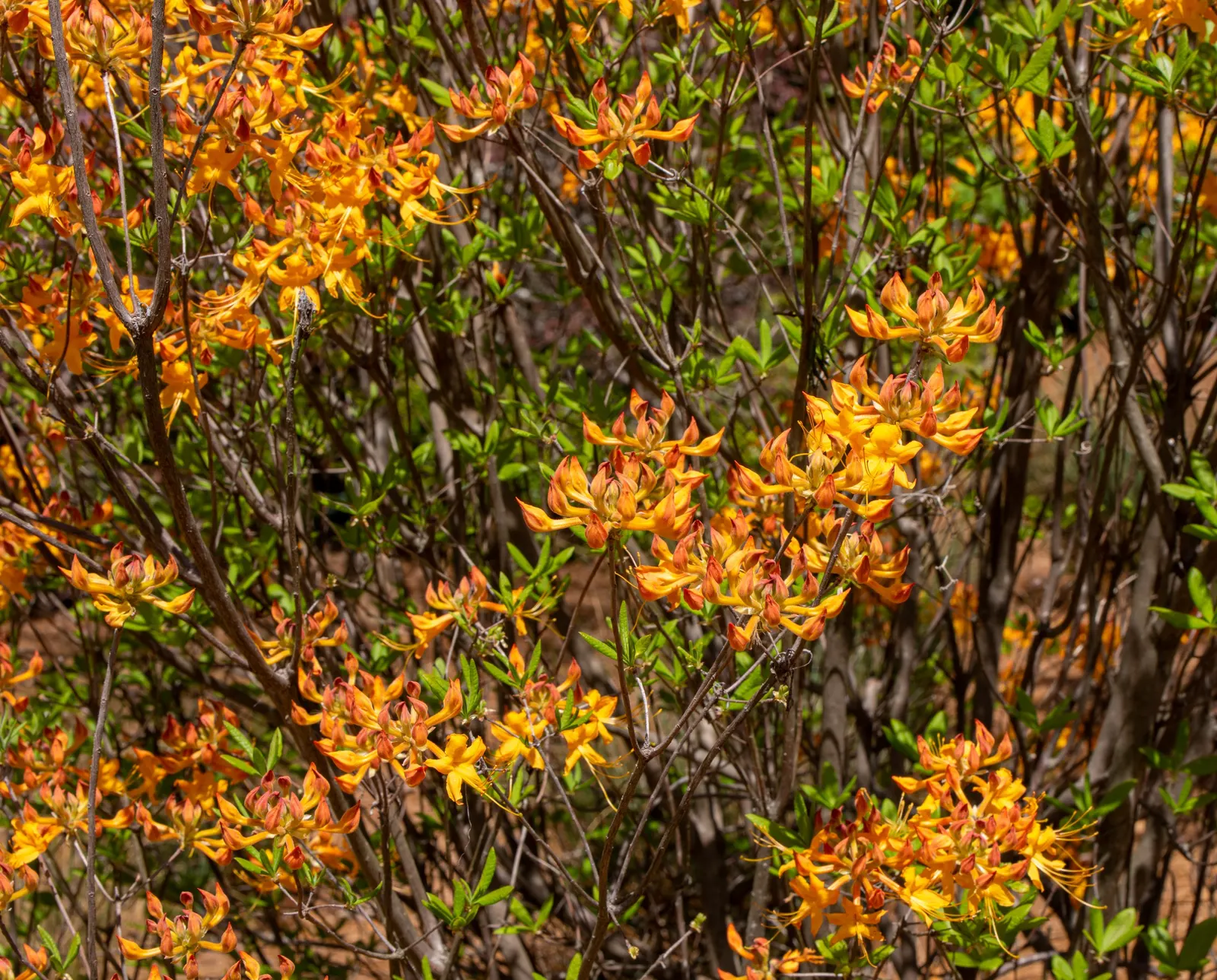 Labrador Tea (Rhododendron Groenlandicum) — or sandy soils and requires a location with full to partial sun exposure; it thrives in acidic, moist, image 106